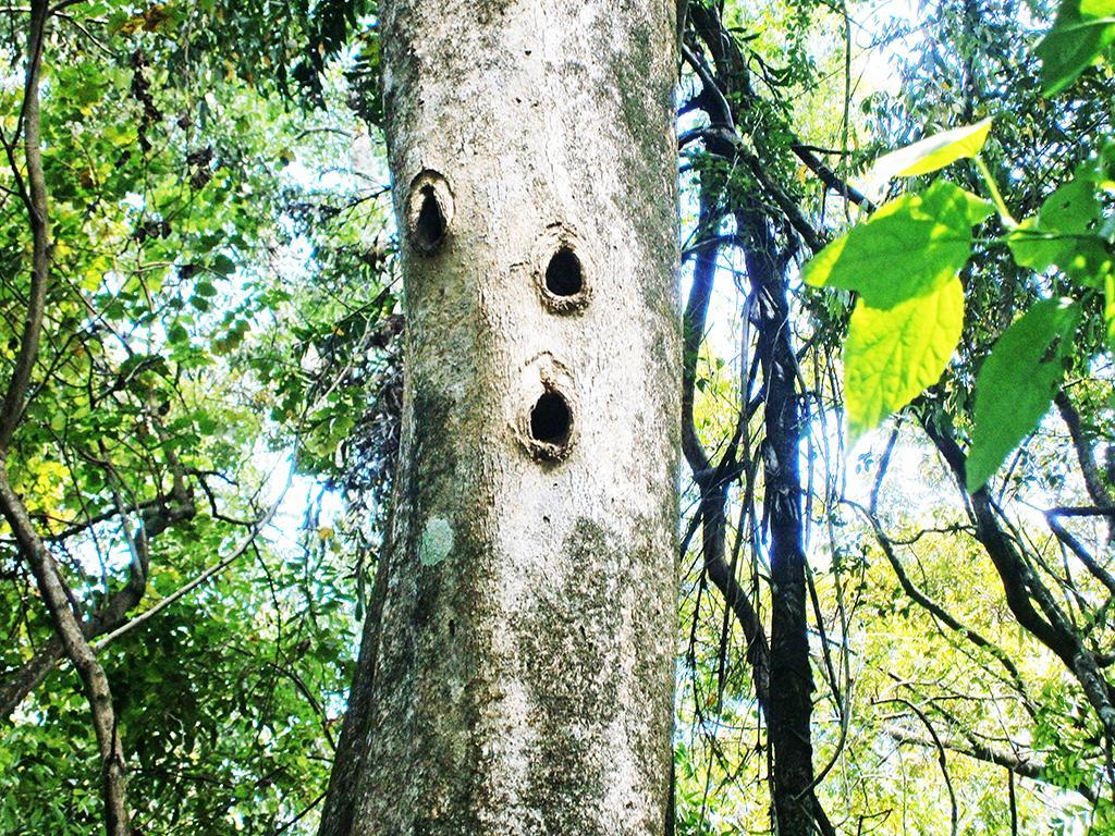 Surrey Bird Sanctuary & Holiday Resort Welimada Εξωτερικό φωτογραφία
